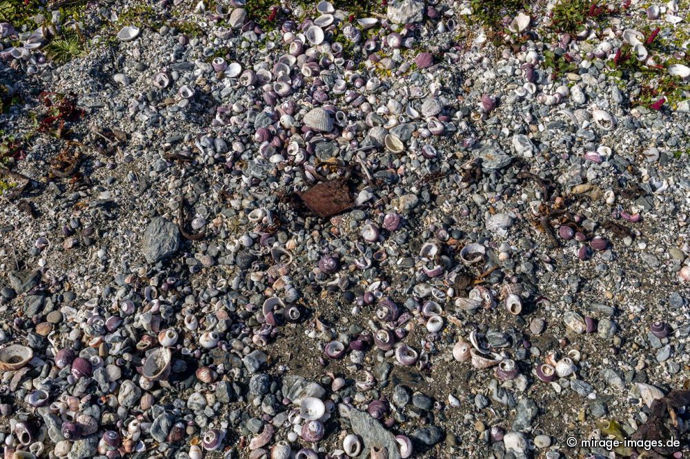 Countless Shells
Chilo
