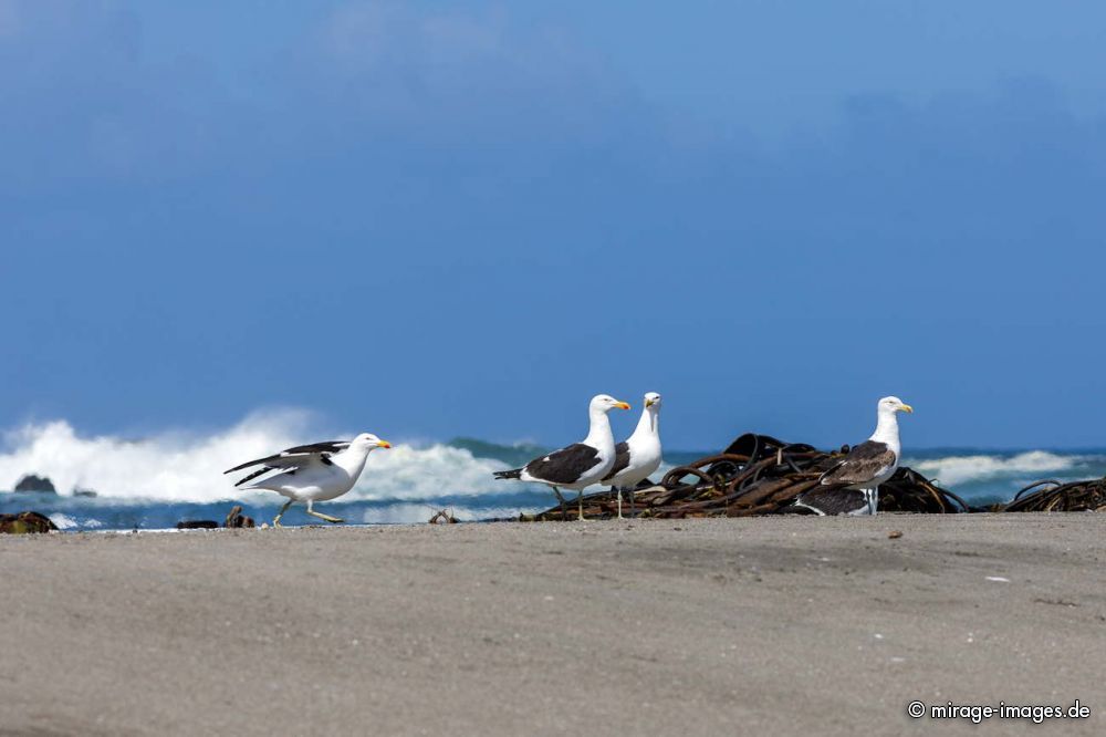Seagulls
Chilo�
