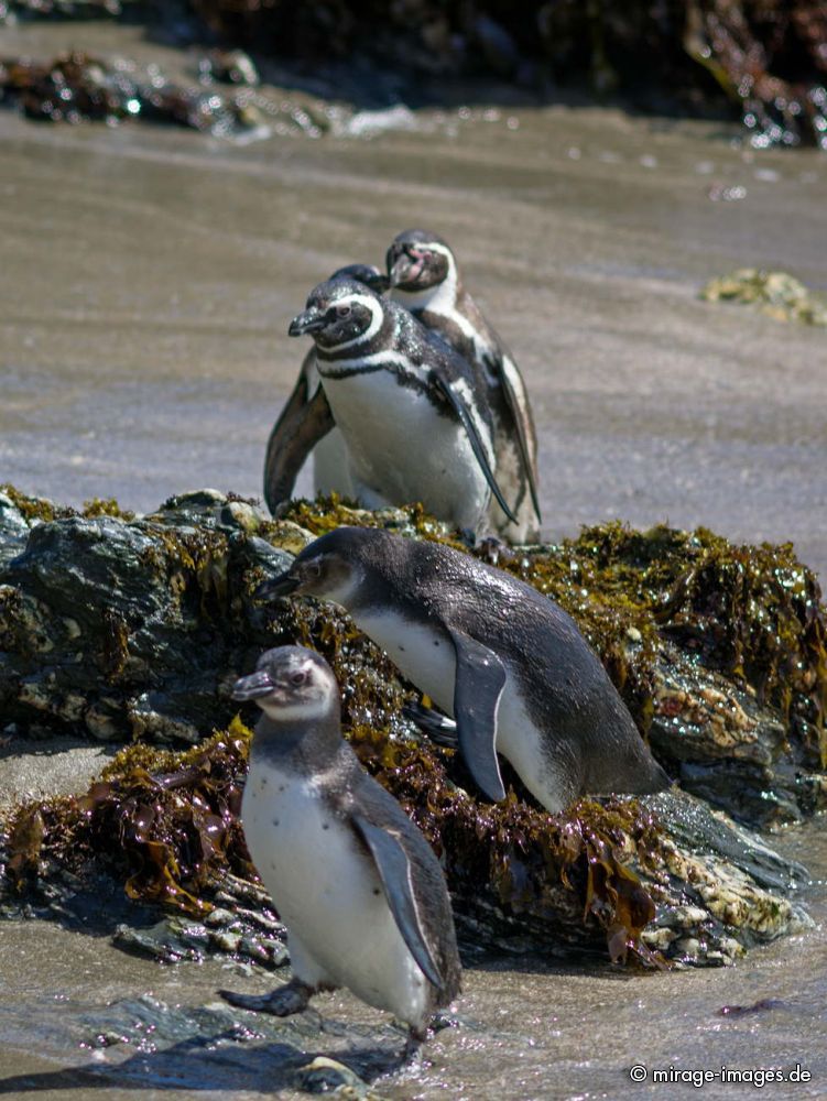 Penguins
Chilo
