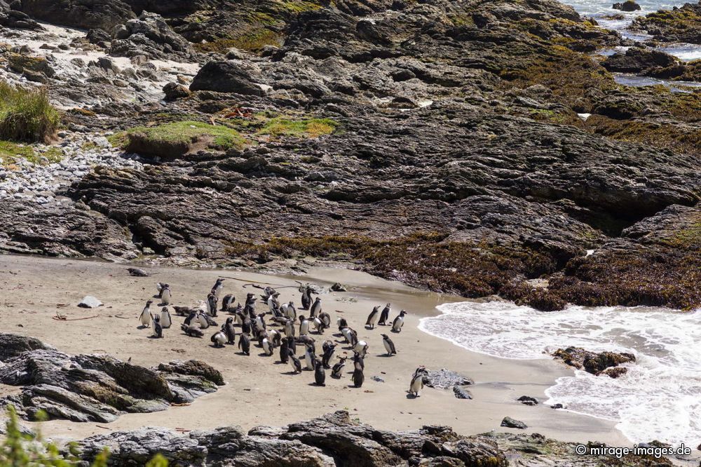 Penguin Colony
Chilo
Schlüsselwörter: animals1