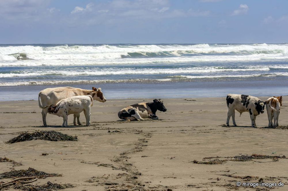 Chilling Cows on the Beach
Chilo
