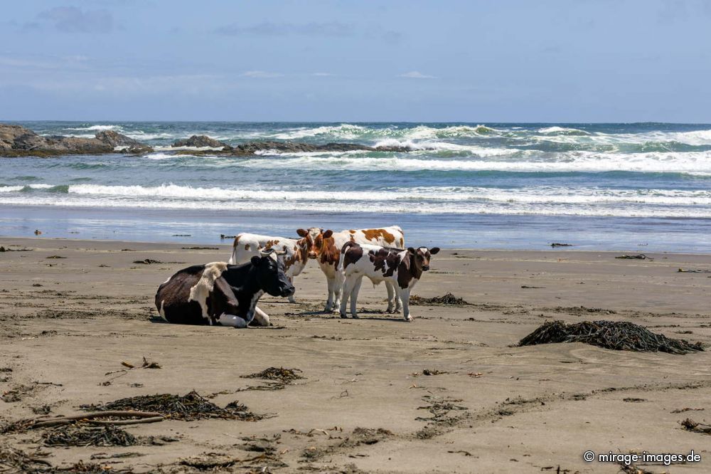 Chilling Cows on the Beach
Chilo
