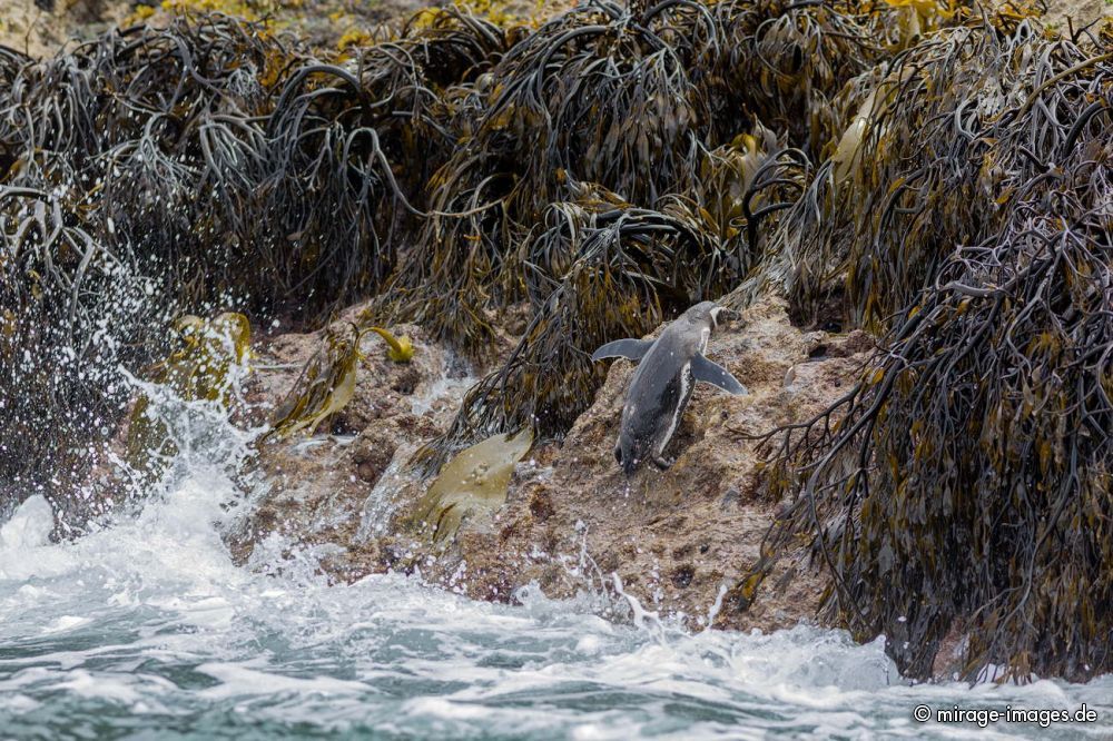 Penguin in Islotes de Puihuil Natural Monument
Chilo
