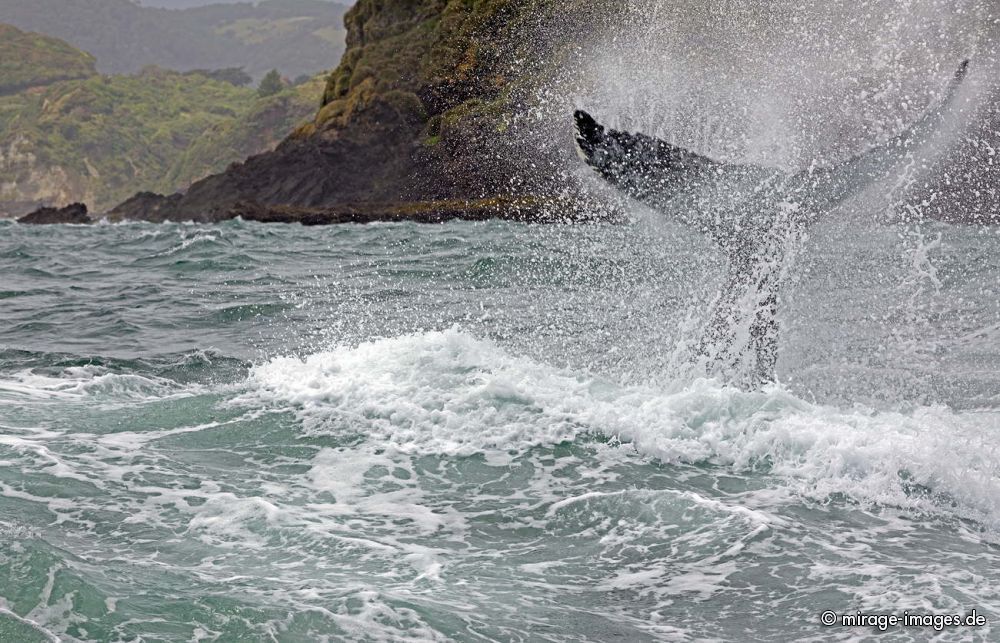 Blue Whale
Chilo
Schlüsselwörter: animals1