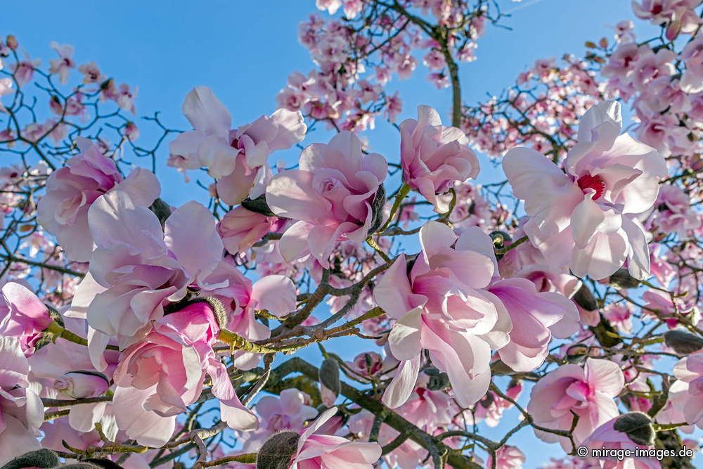 Magnolia
Lac Léman
