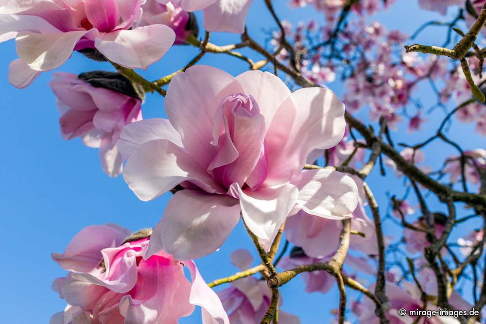 Magnolia
Lac Léman
