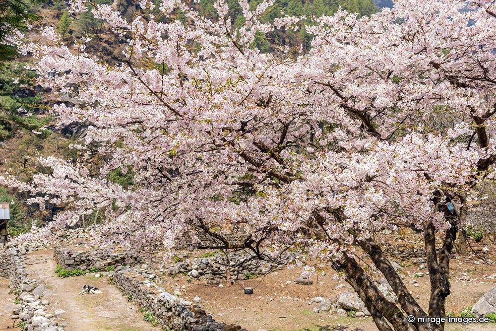 Cherry Tree
Everest Base Camp Trekking Route 
