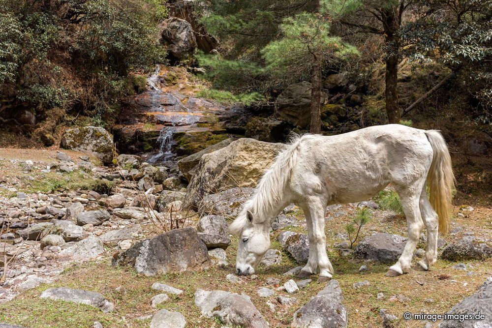 Hungry White Horse
Everest Base Camp Trekking Route 
