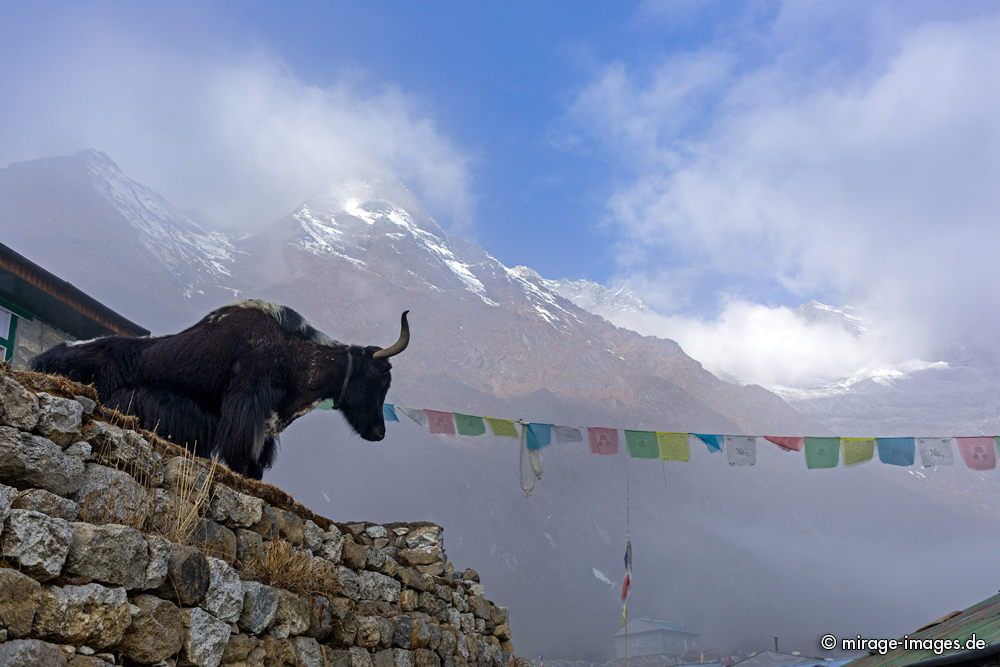 Yak & Mountains
Dole
