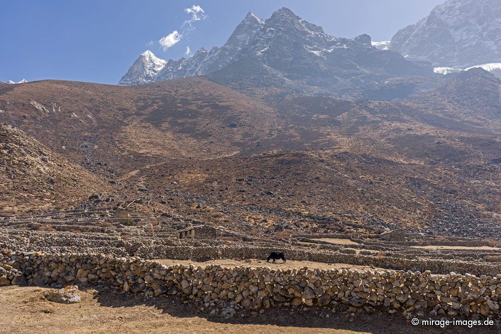 Yak, Stone Walls and -houses
Dingjung - Sagarmatha National Park
