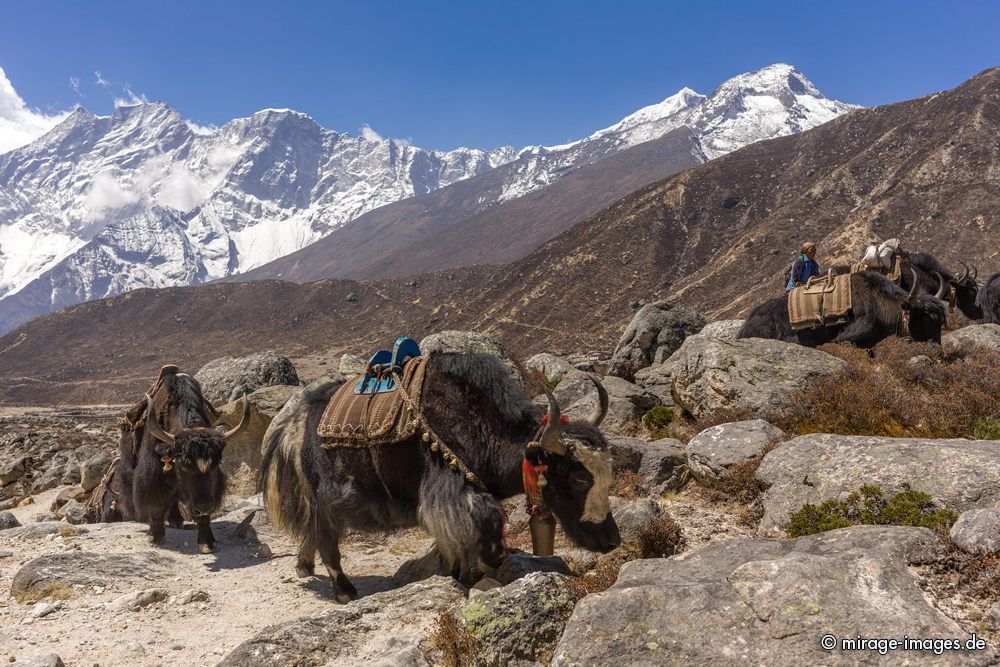 Yak Herd
Tarngga
