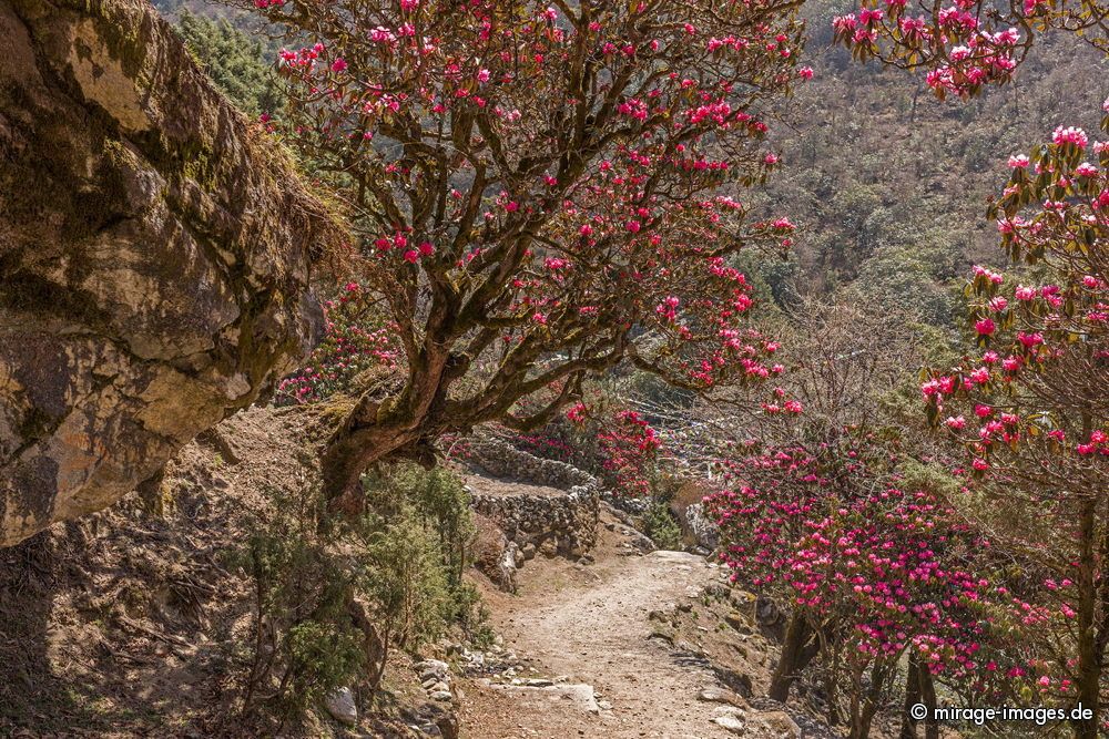 Rhododendron
Sagarmatha National Park
