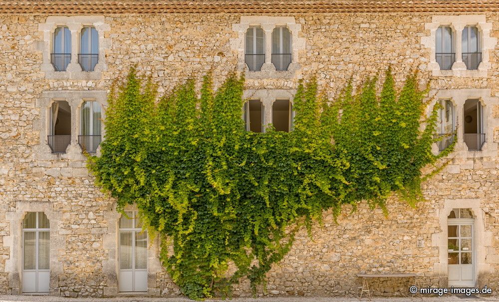 Virginia Creeper climbing the Monastery
Abbaye Notre-Dame de Snanque
