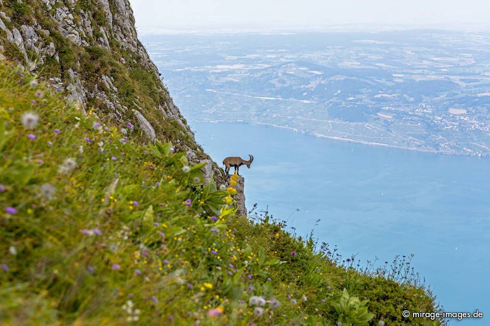 Capricorn looking on Lac Léman
Grammont
