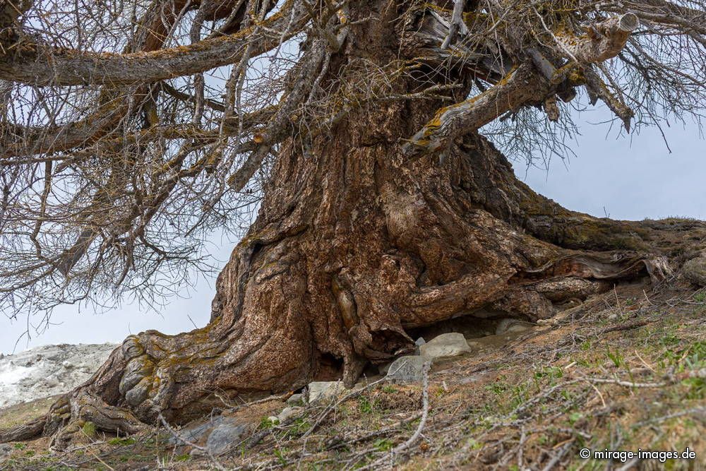 Immemorial Larch Tree
Les m�l�zes de Balavaux
