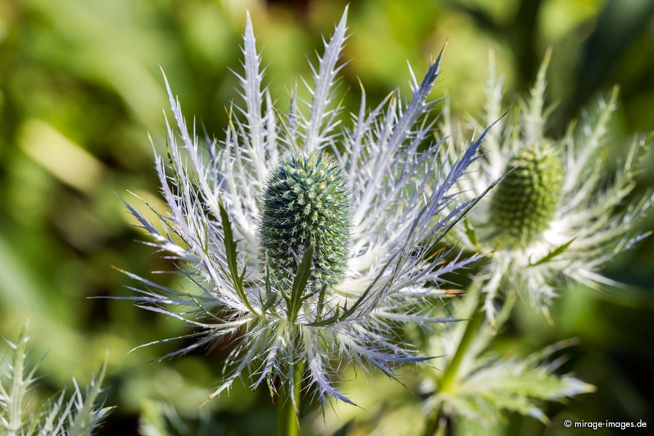 Distel
Les Vieux-Prs
Schlüsselwörter: Blumen Blten Alpenflora