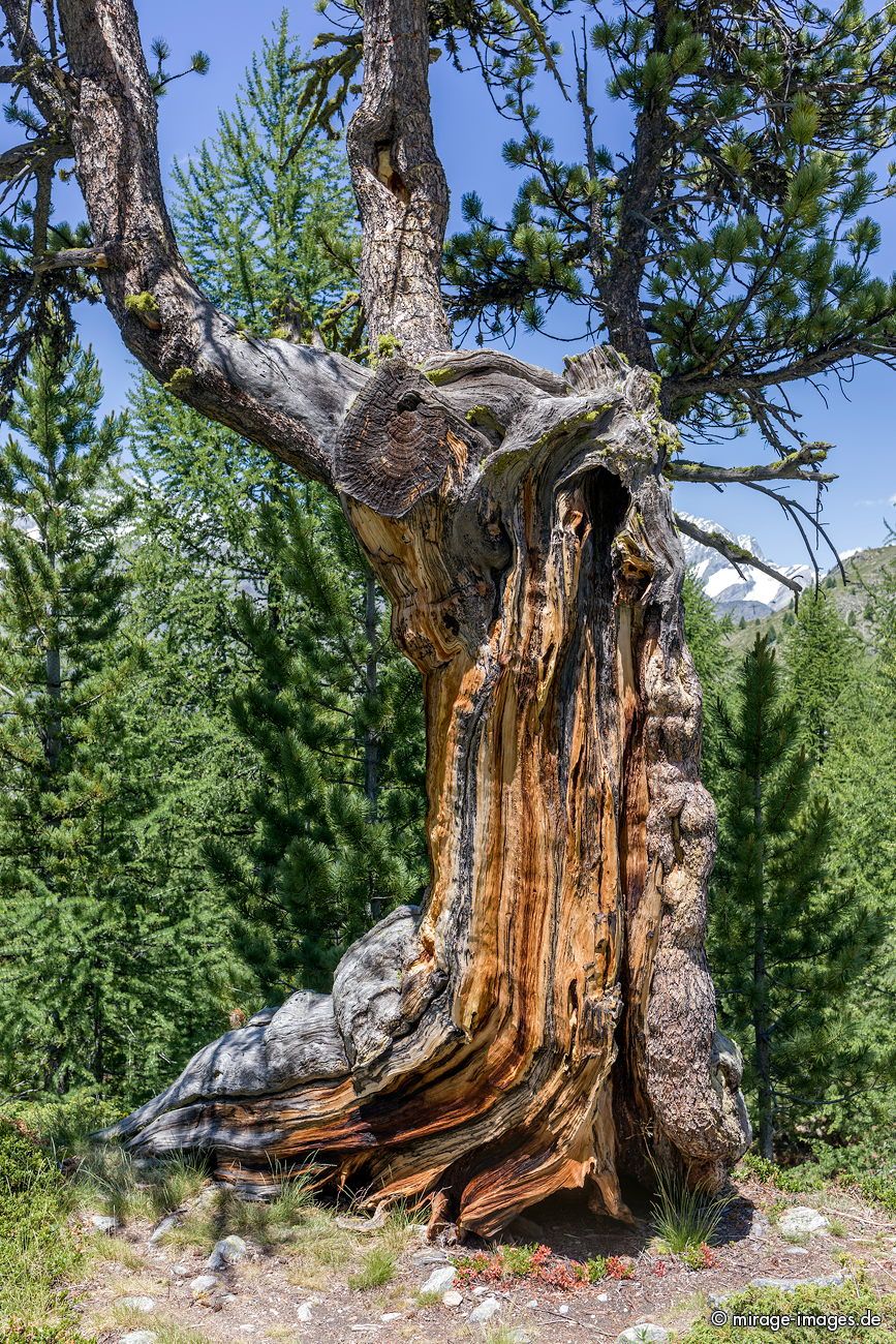 Zirbelkiefer
Zermatt
