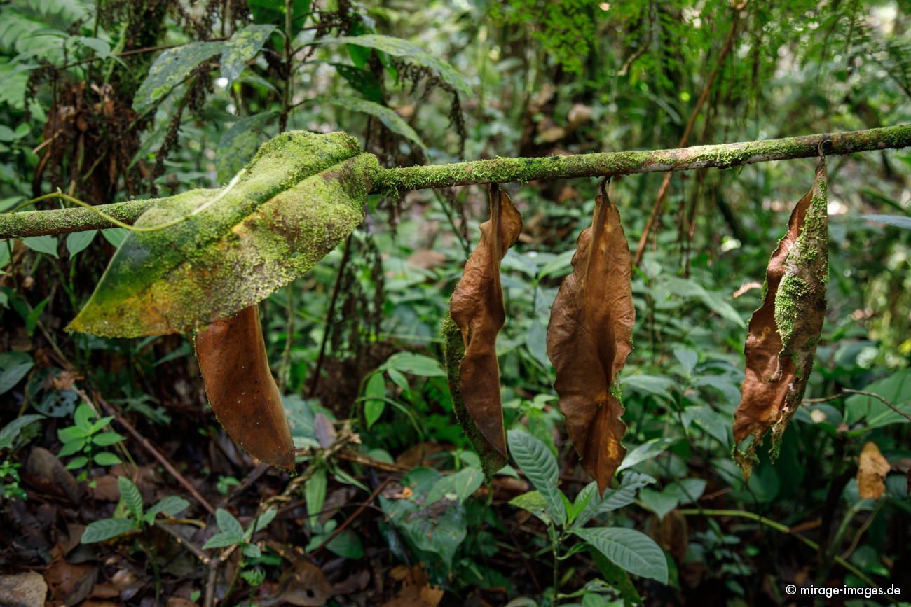 Rainforest
Parque Nacional Tapant - Macizo de la Muerte

