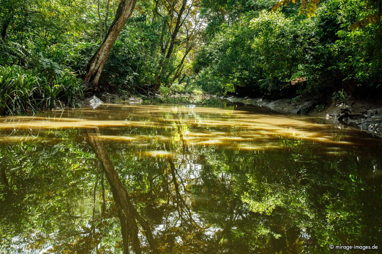 Mangrove at Sierpe River
Parque Nacional Corcovado
