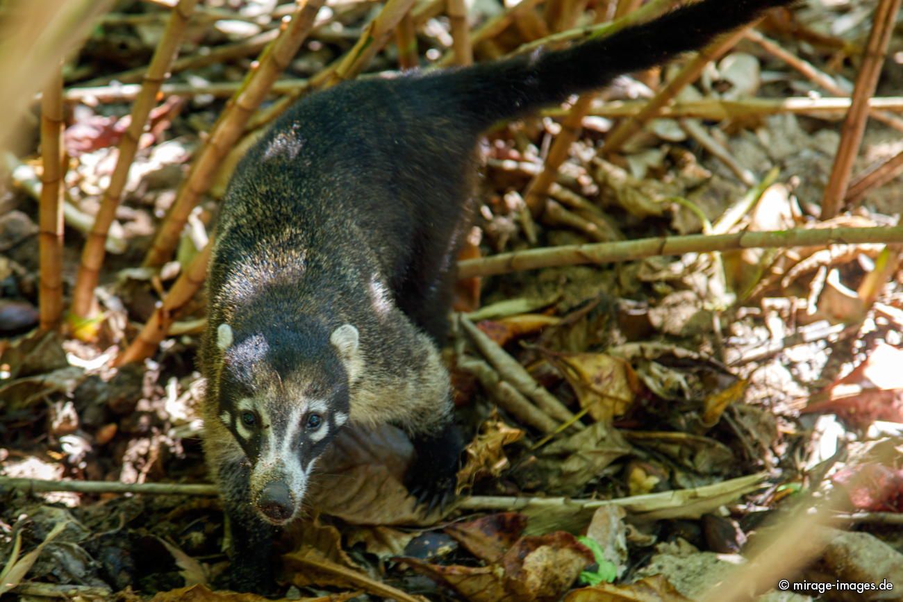 Nasenbr  Coati
Parque Nacional cahuita
Schlüsselwörter: animals1